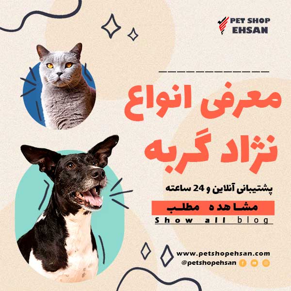 معرفی انواع نژاد گربه