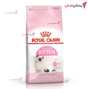 بچه گربه کیتن Kitten رویال کنین 2 کیلوگرمی